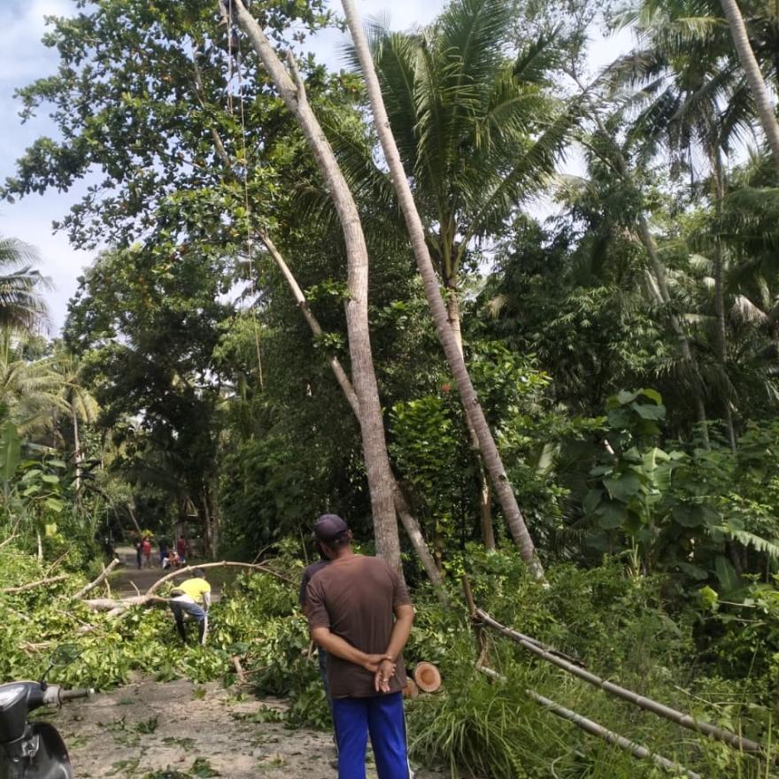 Warga Padukuhan Jamus, Clawer, dan Timpang Gelar Kerja Bakti Serentak Pangkas Ranting Pohon